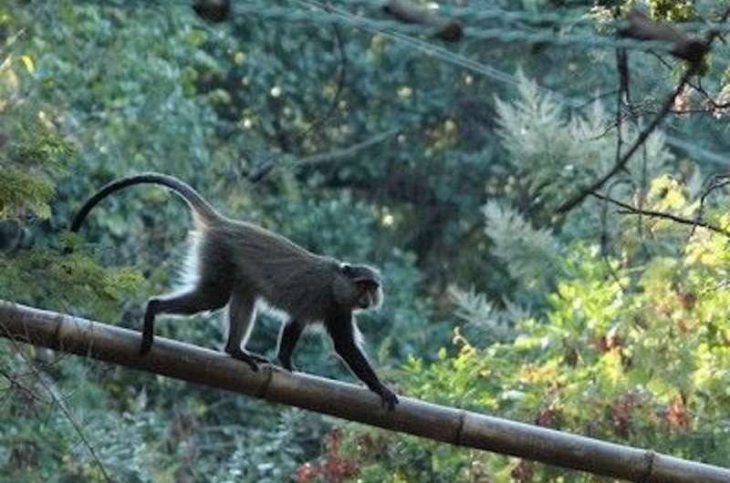 Roads and power lines put primates in danger: South African data adds to the real picture