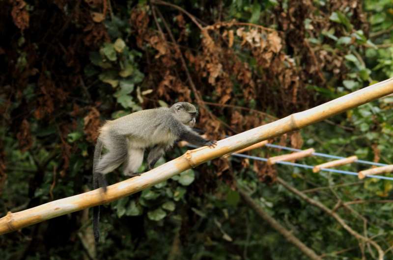 Roads, pet dogs and more may pose hidden threat to Africa's primates