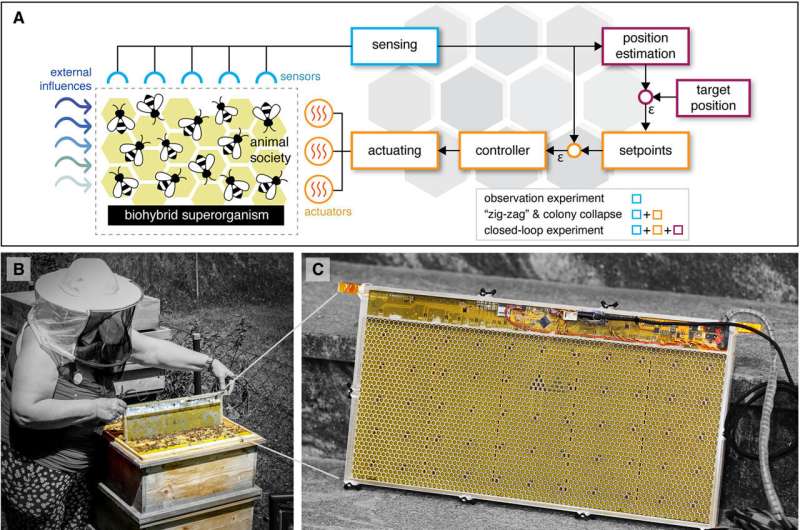Robotic system offers hidden window into collective bee behavior