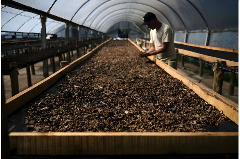 Rogerio Lemke, supervisor del cafetal de Camocim, inspecciona excrementos secos del pájaro jacu que contienen granos de café