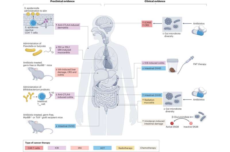 Role of gut microbes in cancer therapy
