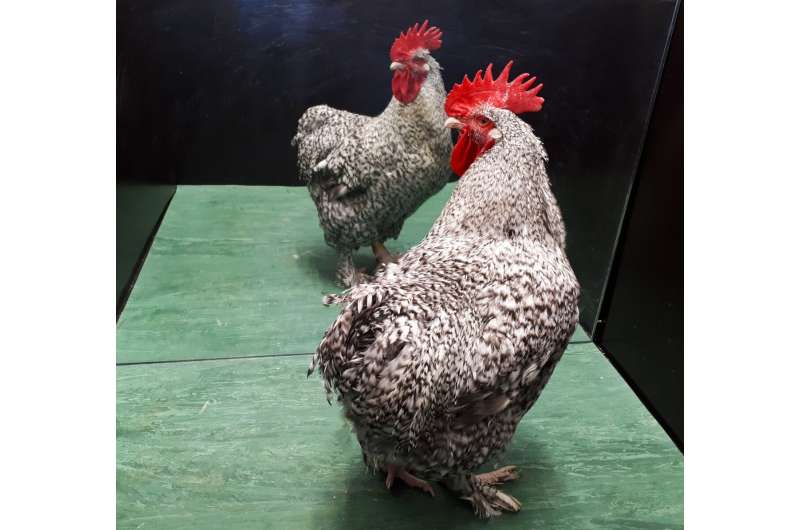 Roosters may have passed the self-recognition test