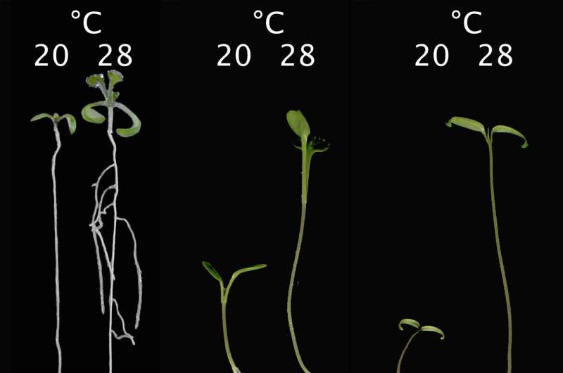 Roots are capable of measuring heat on their own, new study shows