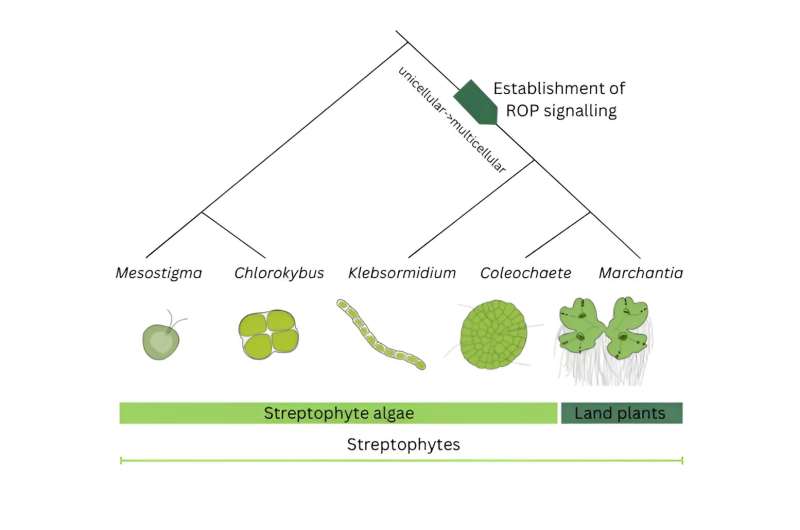 ROP signaling: Origin at dawn of multicellular plant life