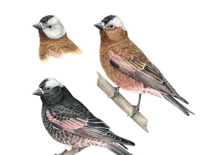 Rosy finches are Colorado's high-alpine specialists—researchers want to know why