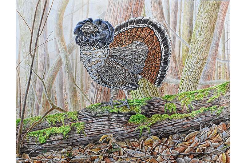 Ruffed grouse population more resilient than expected, genetic study finds