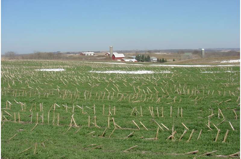 Rye the right crop for "nabbing" nitrates, capturing carbon and generating bioenergy