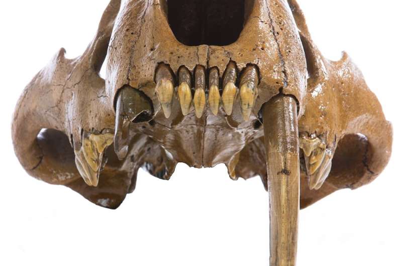 Sabertooth cat skull newly discovered in Iowa reveals details about this Ice Age predator