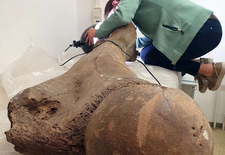 Sabine Gaudzinski-Windheuser, director of the Monrepos Archaeological Research Center, examines the femur of a large adult male 