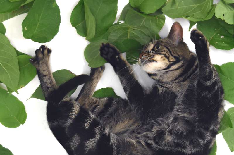 Safety and suitability of using cat-attracting plants for olfactory enrichment