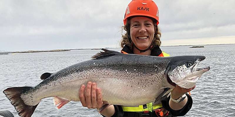 Salmon that eat salmon are more environmentally friendly