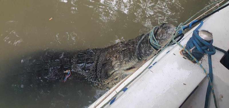 Saltwater crocodiles are slowly returning to Bali and Java. Can we learn to live alongside them?
