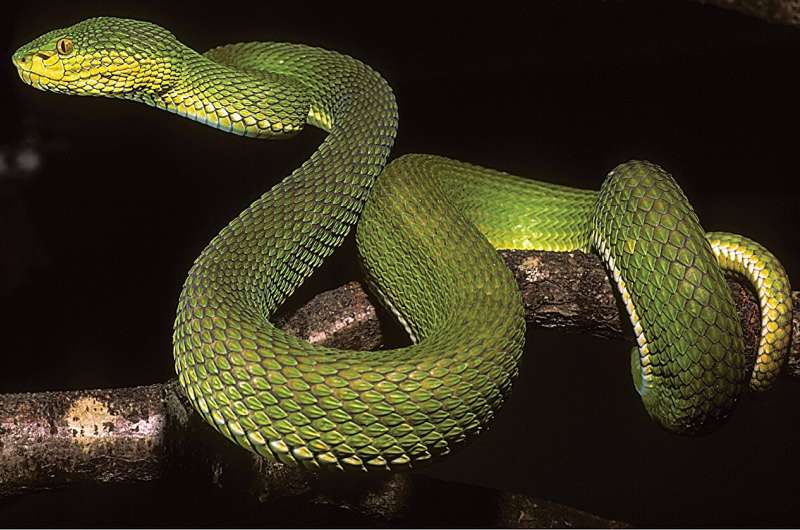 Same and different: A new species of pit viper from Myanmar