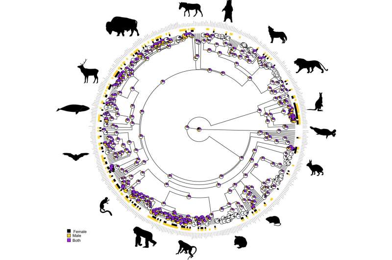 Same-gender sexual behavior found to be widespread across mammal species and to have multiple origins