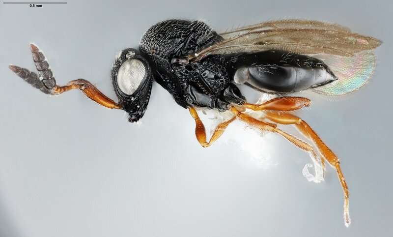 Samurai wasps one of the best pre-emptive biocontrol agents to tackle the destructive brown marmorated stink bug