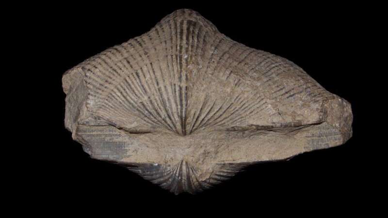 Sandwich-stacked columns give brachiopod shells their strength and flexibility