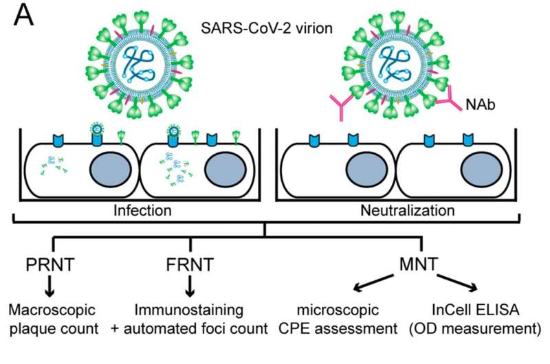 SARS-CoV-2: Only neutralizing antibodies allow conclusions to be drawn about protection against new infections