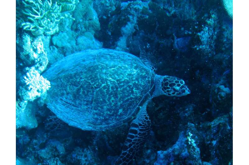 Satellites and DNA reveal new insights into western Pacific's rapidly declining hawksbill turtles
