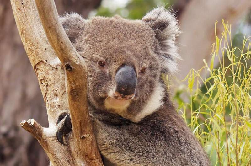 Saturday Citations: Wear a helmet around supermassive black holes. Also: cute koala bears; quantum therapy for cancer
