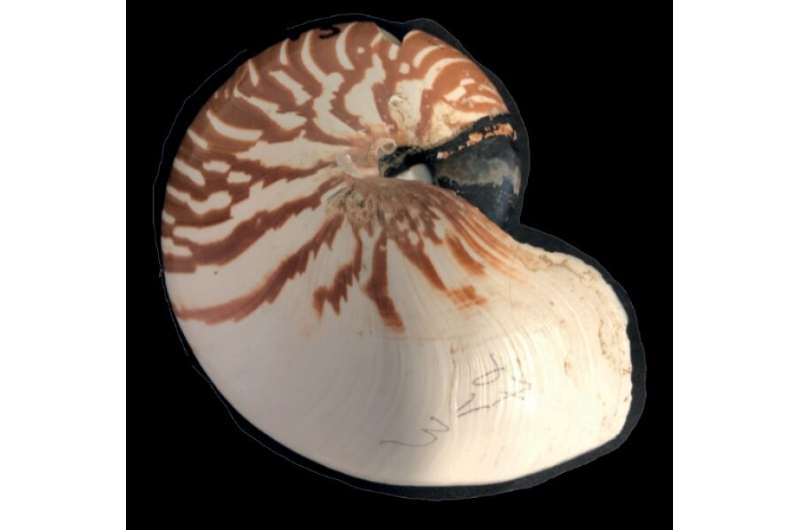 Save the Nautilus! Three new species described from the Coral Sea and South Pacific