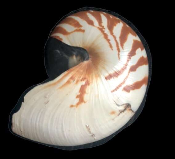 Save the Nautilus! Three new species described from the Coral Sea and South Pacific