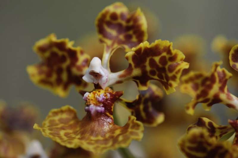 Спасяване на единствената популация на редки, застрашени орхидеи във Флорида от изчезване