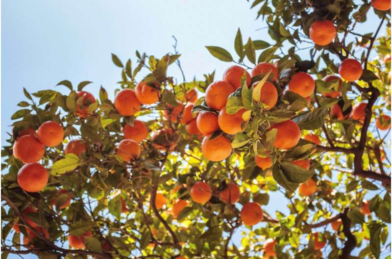 Saving oranges and lemons in Europe from devastating pests