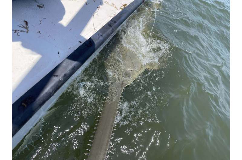Sawfish tagged in Cedar Key for first time in decades