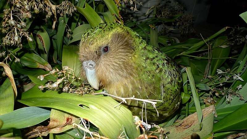 Scat study shows less diverse diet may be harming survival of the kākāpō