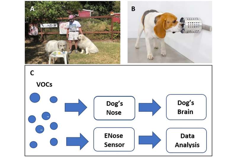 气味狗能快速准确地检测COVID-19比目前的测试