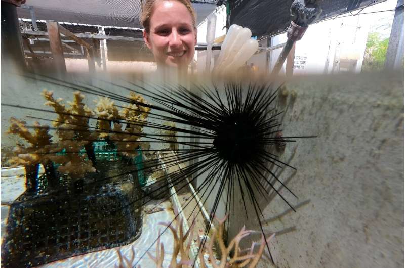 Scientist Lisa-Maria Schmidt observes a Diadema setosum sea urchin in an aquarium at the Inter-University Institute for Marine Sciences, in the Israeli Red Sea resort of Eilat