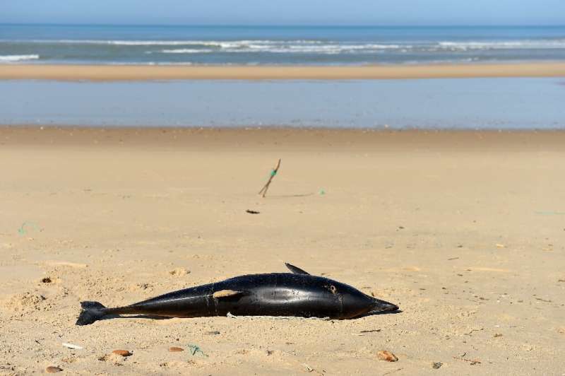 Scientists believe many more dolphins die at sea than wash ashore