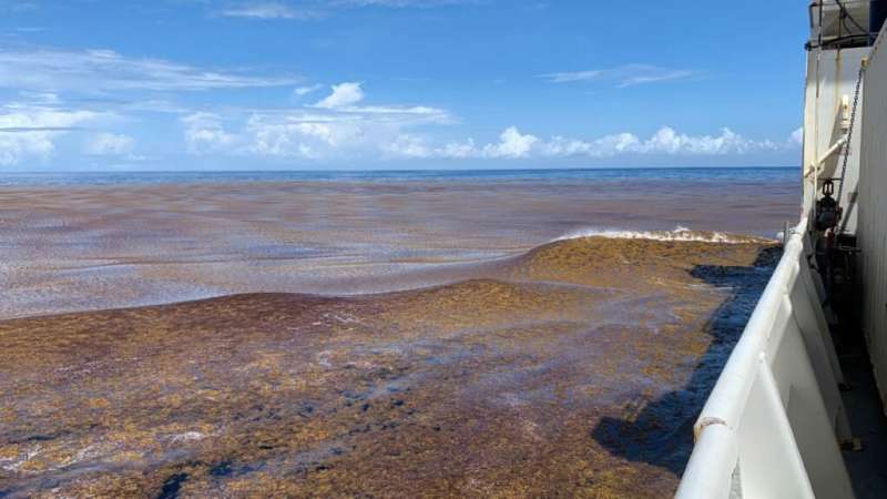 Scientists collect samples from Great Atlantic Sargassum Belt during unprecedented bloom