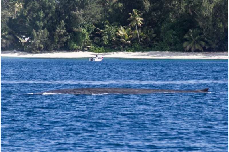 Scientists confirm that Seychelles is a hope spot for blue whales