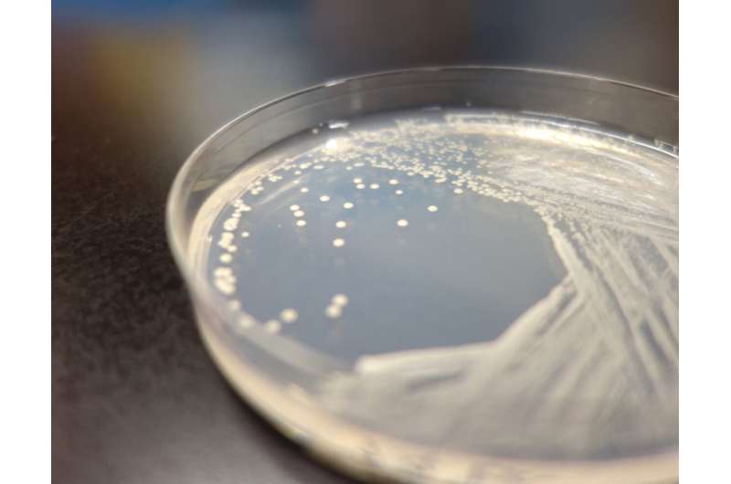 Scientists construct a synthetic yeast genome