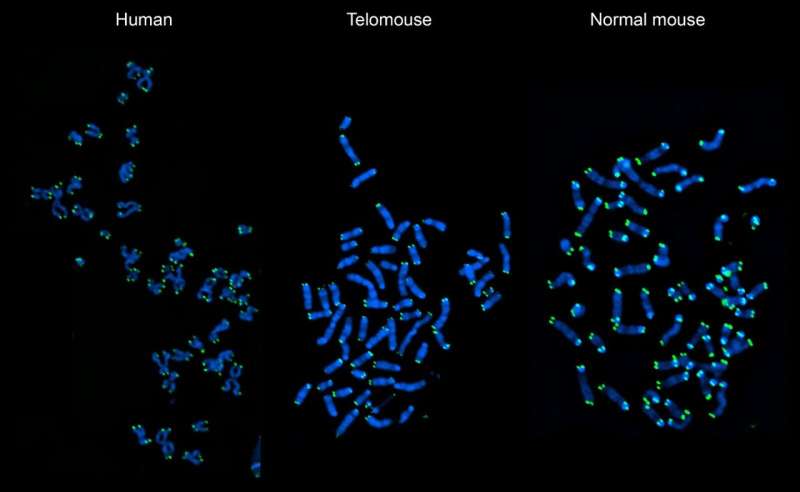Scientists create special &quot;telomouse&quot; with human-like telomeres