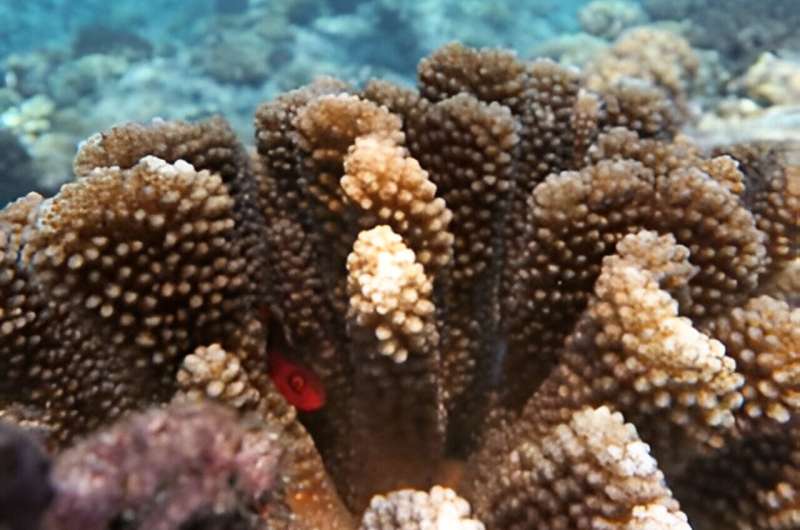 Scientists describe and name new species of coral in French Polynesia