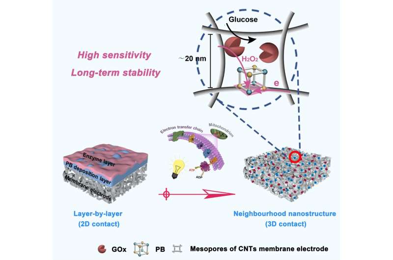 Scientists develop novel biosensing-membrane for glucose detection and monitoring