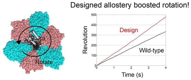 Scientists develop strategy to engineer artificial allosteric sites in protein complexes