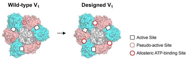 Scientists develop strategy to engineer artificial allosteric sites in protein complexes