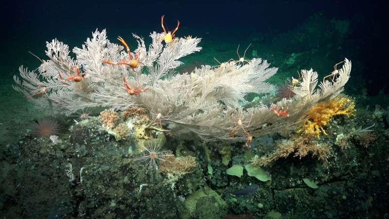 Scientists discover additional healthy deep-sea coral reefs and new seamounts in the Galápagos