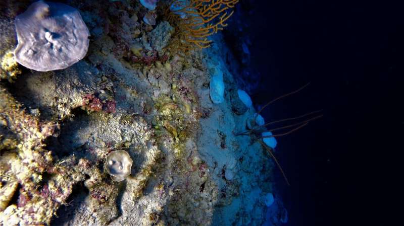 Scientists discover deepest known evidence of coral reef bleaching