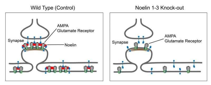 Scientists discover external protein network can help stabilize neural connections
