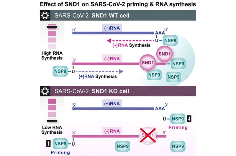 Scientists discover how the SARS-CoV-2 virus initiates replication program in infected cells