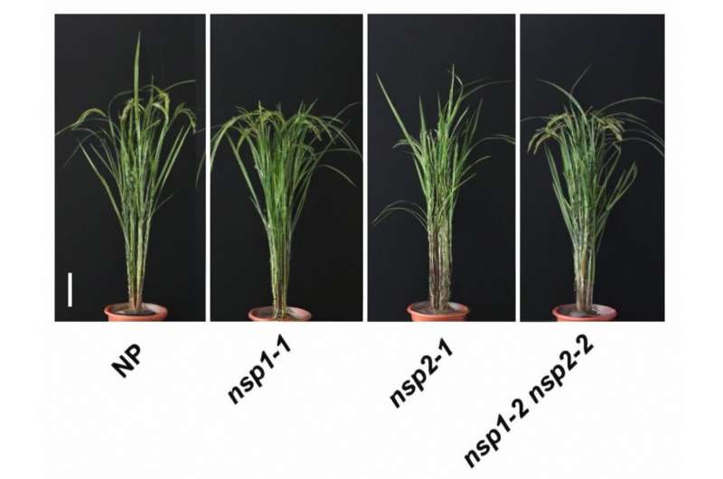 Scientists discover how low phosphorus regulates rice architecture and nutrient uptake