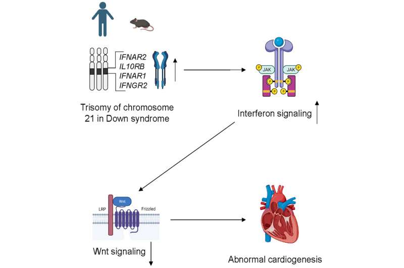Scientists discover mechanism affecting heart development in Down syndrome