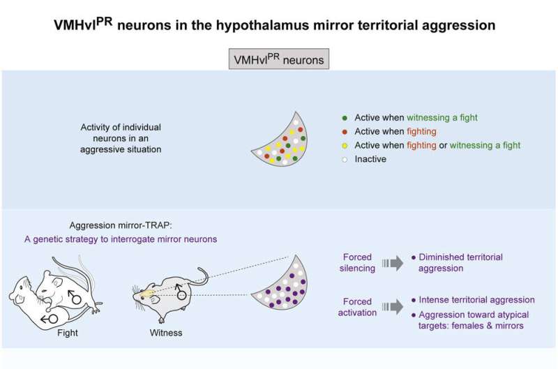 Scientists discover mirror neurons in mice and find they're tuned to aggression