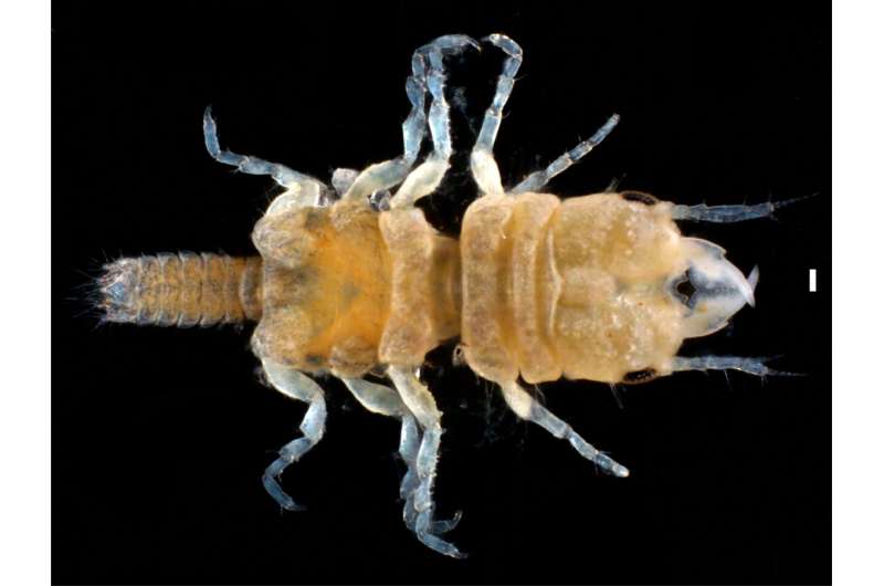 Scientists have discovered a new species of isopod in the Florida Keys