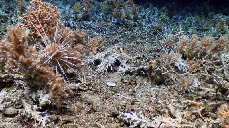 Scientists discover pristine deep-sea coral reefs in the Galápagos Marine Reserve