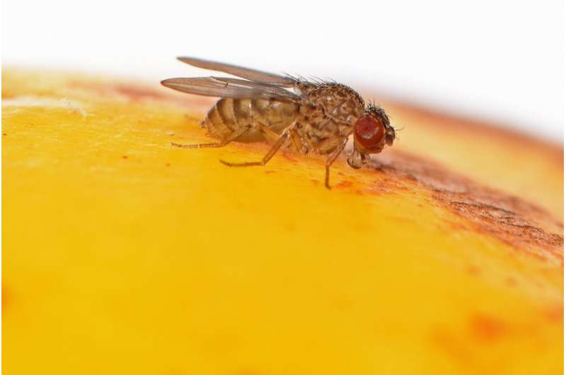 Scientists discover secret of virgin birth, and switch on the ability in female flies